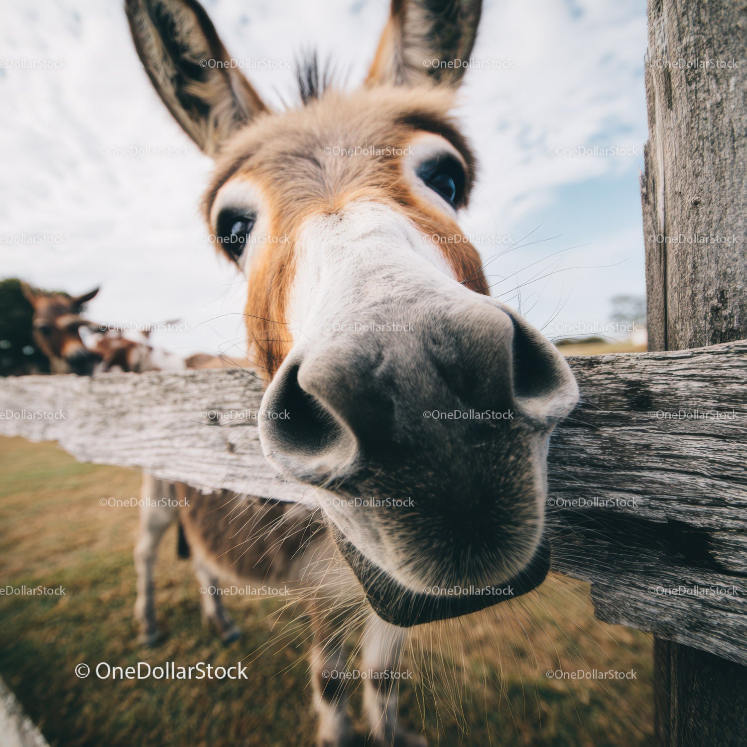 Close-up of Curious Donkey Nose in Rural Farm Environment
