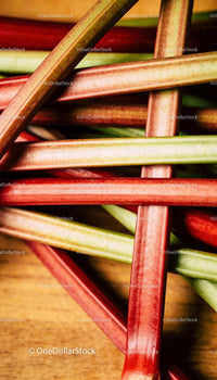 Fresh Rhubarb Stalks in Natural Light