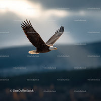 Majestic Bald Eagle in Flight Over Mountainous Landscape