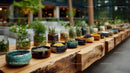 Herb Collection with Glass Jars and Ceramic Bowls on Wooden Table