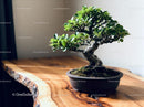 Bonsai Tree with Lush Green Leaves on Wooden Table