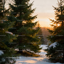 Winter sunset glowing through snow-covered fir trees