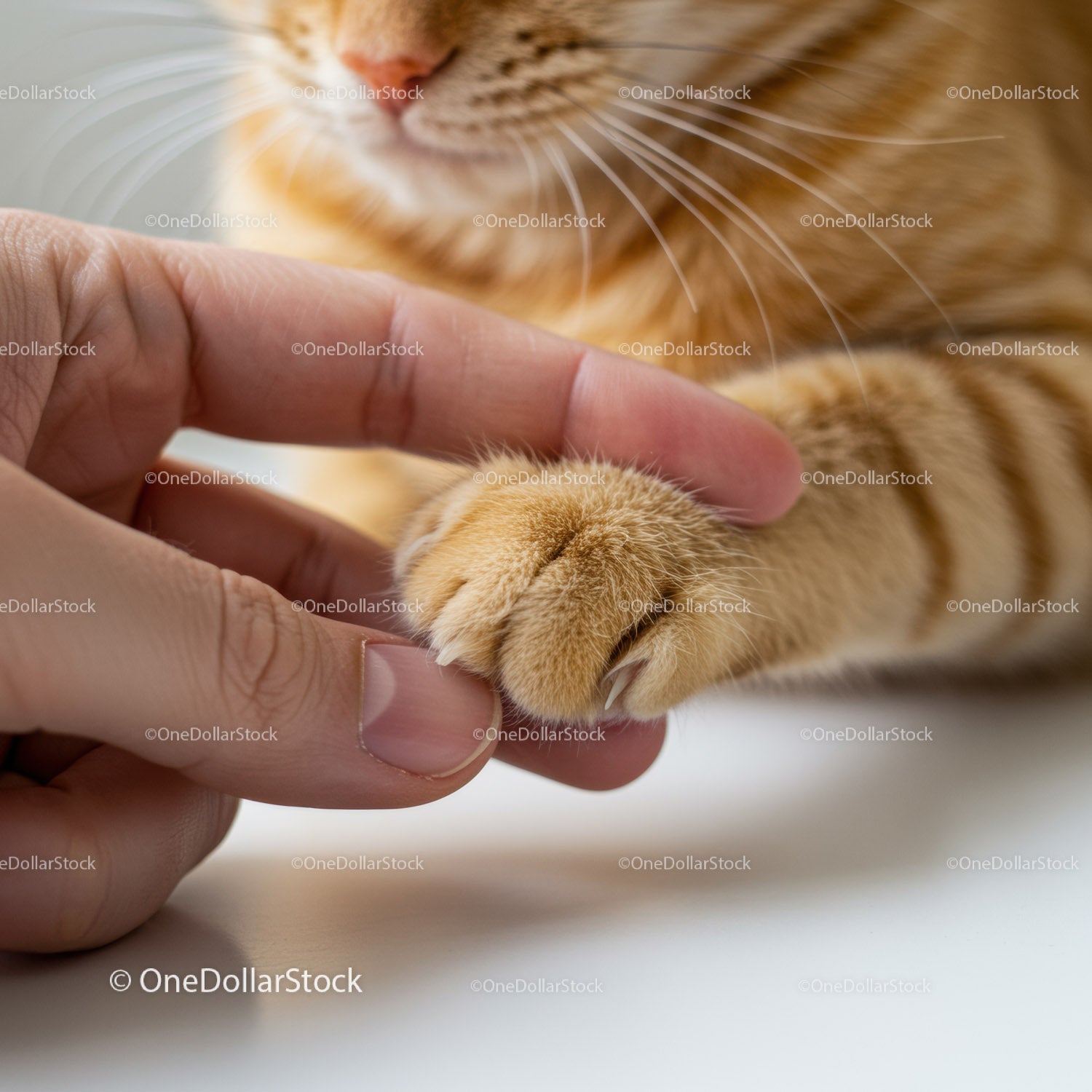 Close up of human finger holding ginger cat paw