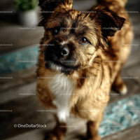 Close-up of a Curious Brown Dog with Expressive Eyes in Natural Setting