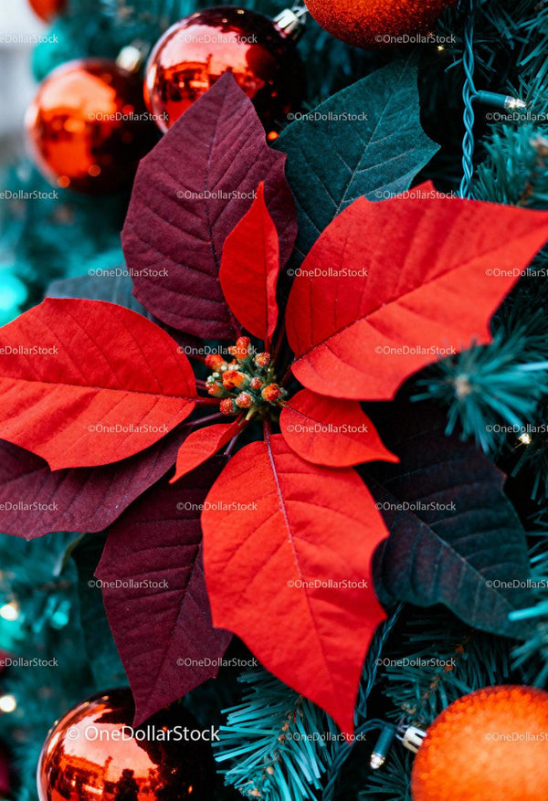 Red Poinsettia and Christmas Ornaments on Pine Tree