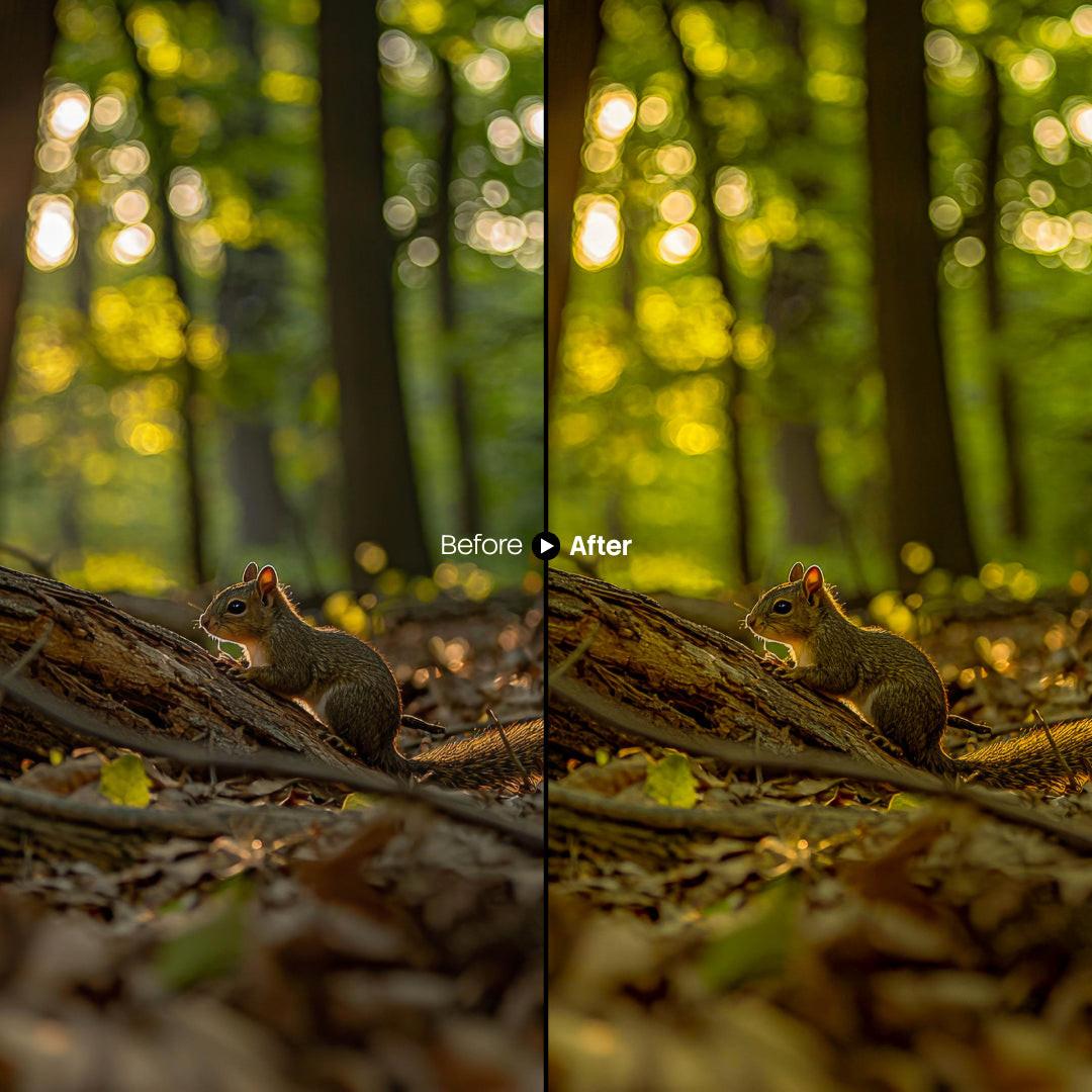 Before and after Forest Glow Autumn Lightroom preset edit