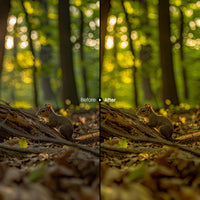 Before and after Forest Glow Autumn Lightroom preset edit