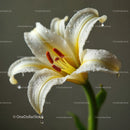 Elegant White Lily Bloom with Dewdrops and Vibrant Red Stamens