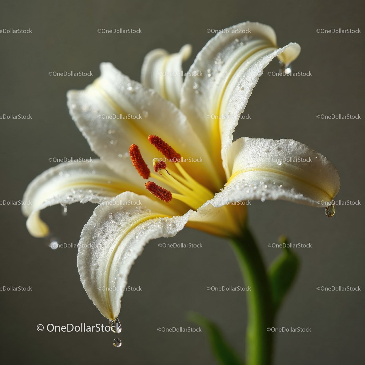 Elegant White Lily Bloom with Dewdrops and Vibrant Red Stamens
