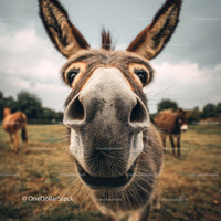 Close-Up of Gray Donkey on Rural Farm Scene