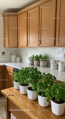Indoor Garden with Houseplants and Wooden Kitchen Cabinets