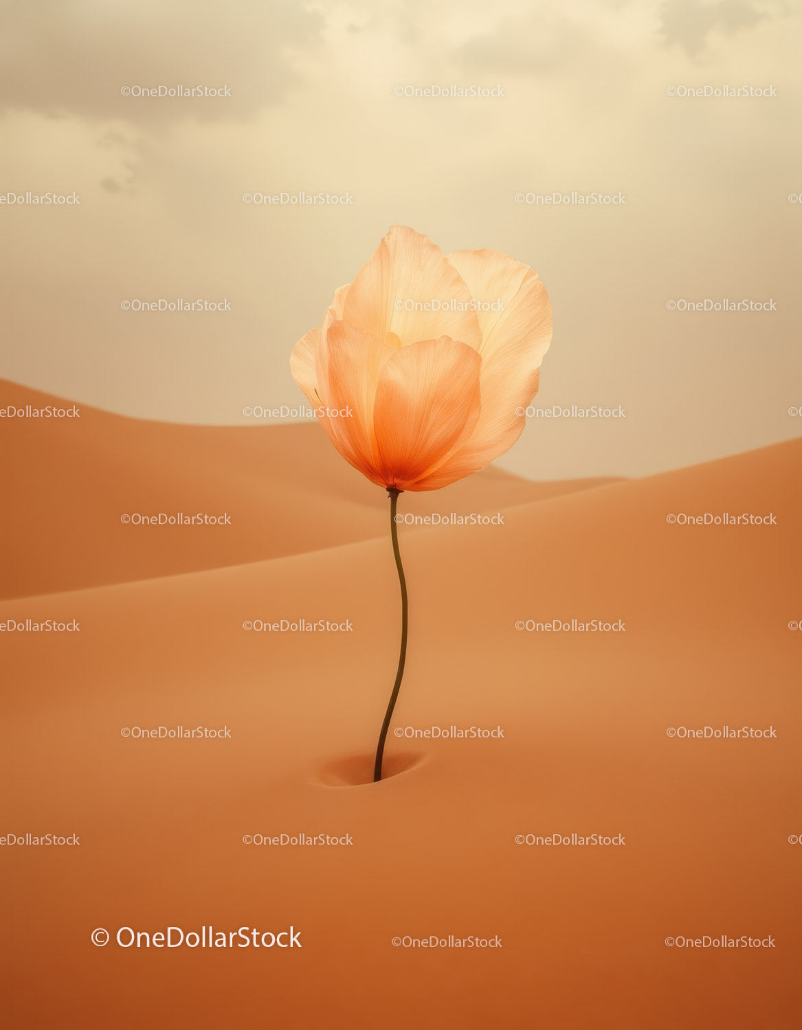 Delicate flower blooming alone in soft desert sands