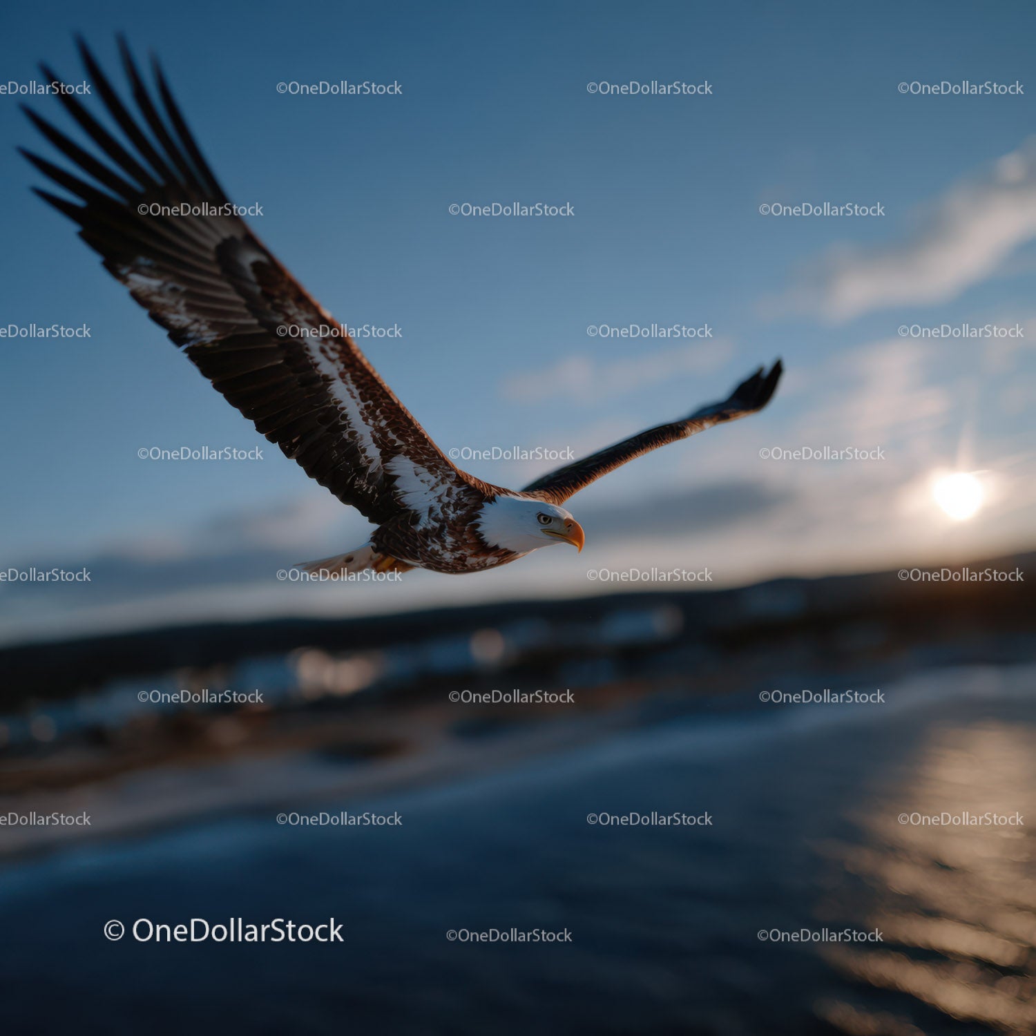 Elegant Bald Eagle in Flight Over Water During Sunset