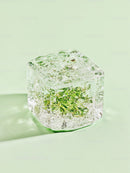 Fresh Herb Encased in Clear Ice Cube on Green Surface
