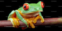 Colorful Red-Eyed Tree Frog on Branch in Tropical Environment