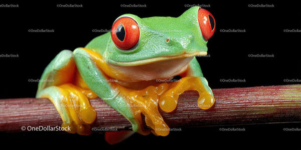 Colorful Red-Eyed Tree Frog on Branch in Tropical Environment