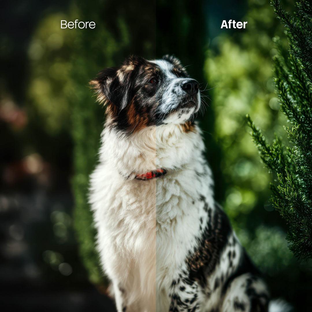 animal photography edit with Pets Cold Lightroom presets