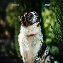 animal photography edit with Pets Cold Lightroom presets