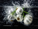 White Onion Bulbs Splashing into Water Underwater