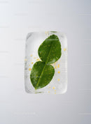 Fresh Green Leaves Captured Inside Clear Ice Cube