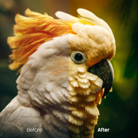Pets Warm XMP presets color grading preview