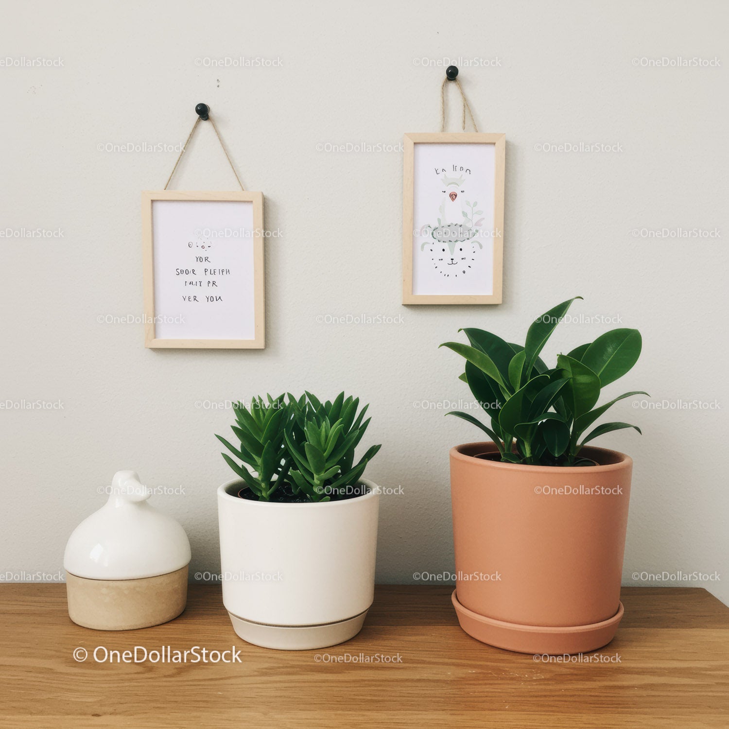 Modern Potted Houseplants on Wooden Surface with Wall Decor