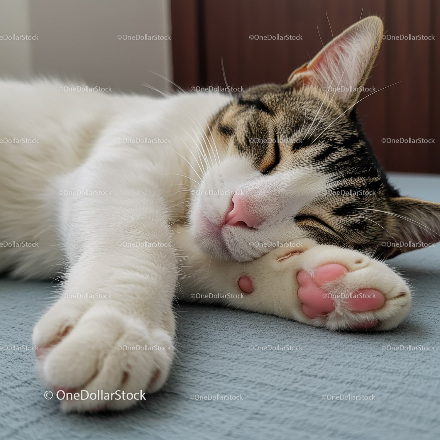 Sleeping tabby cat resting peacefully on soft surface