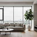 Modern Living Room with Large Windows and Fiddle Leaf Fig Plant