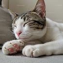 Calm tabby cat peacefully sleeping on soft surface