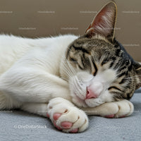 Sleeping tabby cat resting peacefully on soft surface
