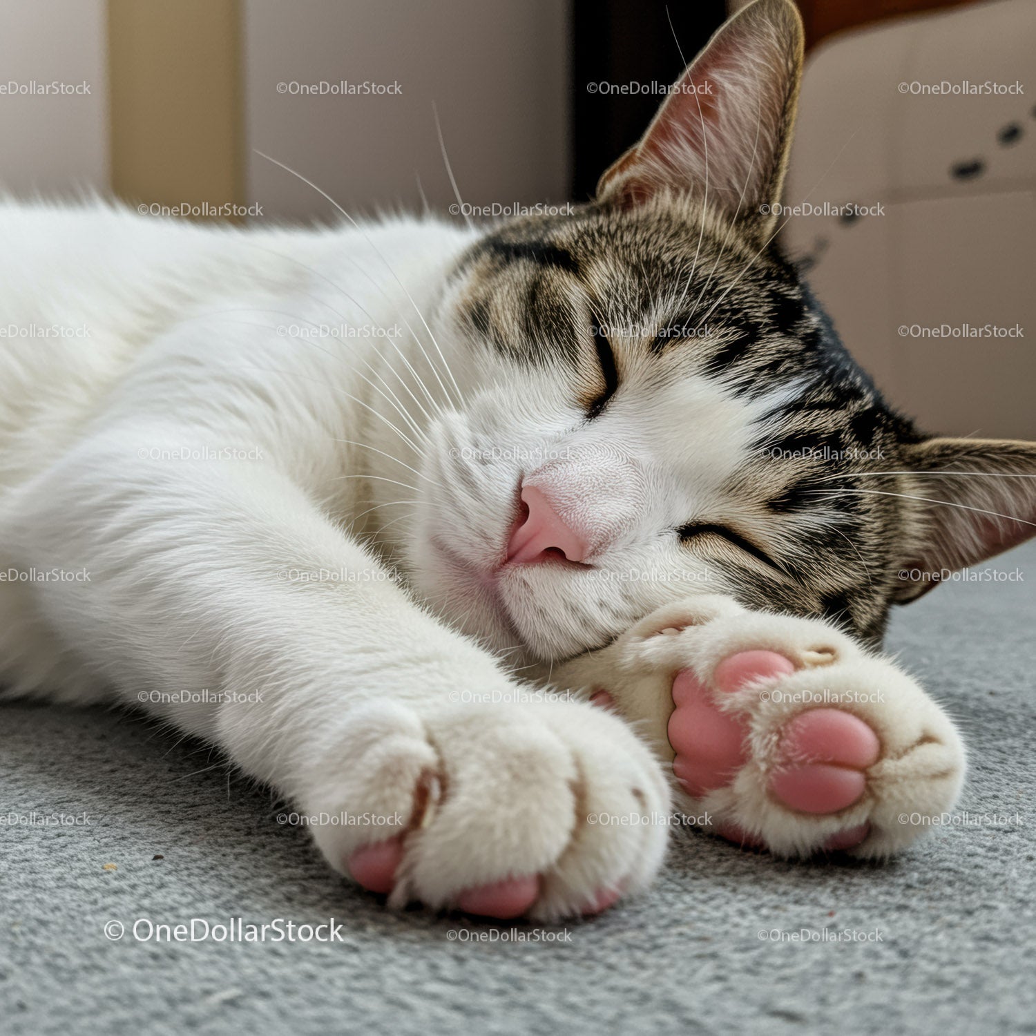 Close up of sleeping tabby cat with pink paw pads