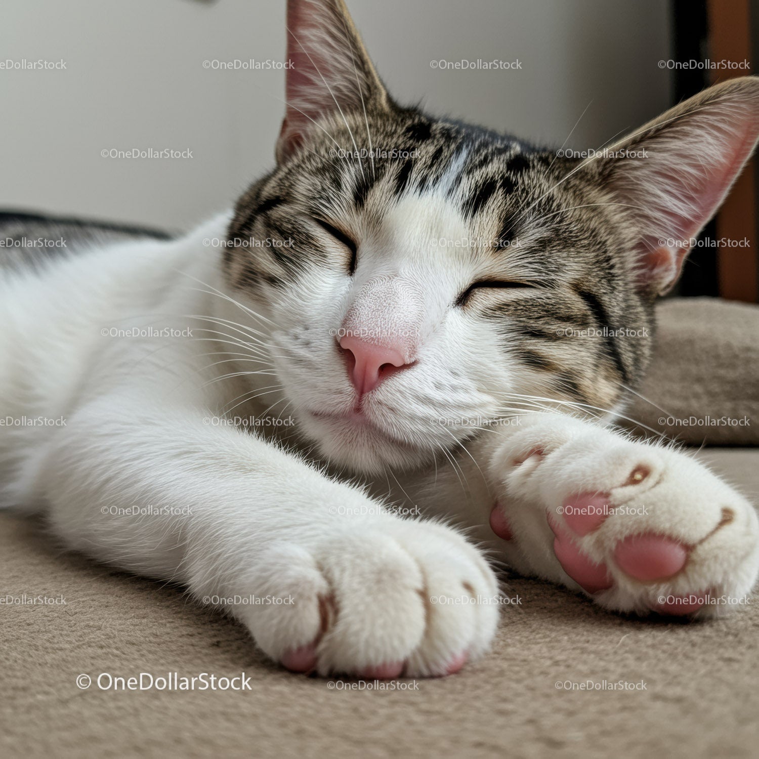 Sleeping tabby cat resting paws on soft surface