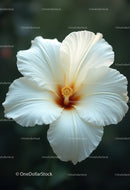 Close-up of a Elegant White Hibiscus Flower with Large Petals