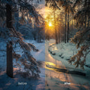 Sunlit Pine Woods 10 LUTs digital asset preview