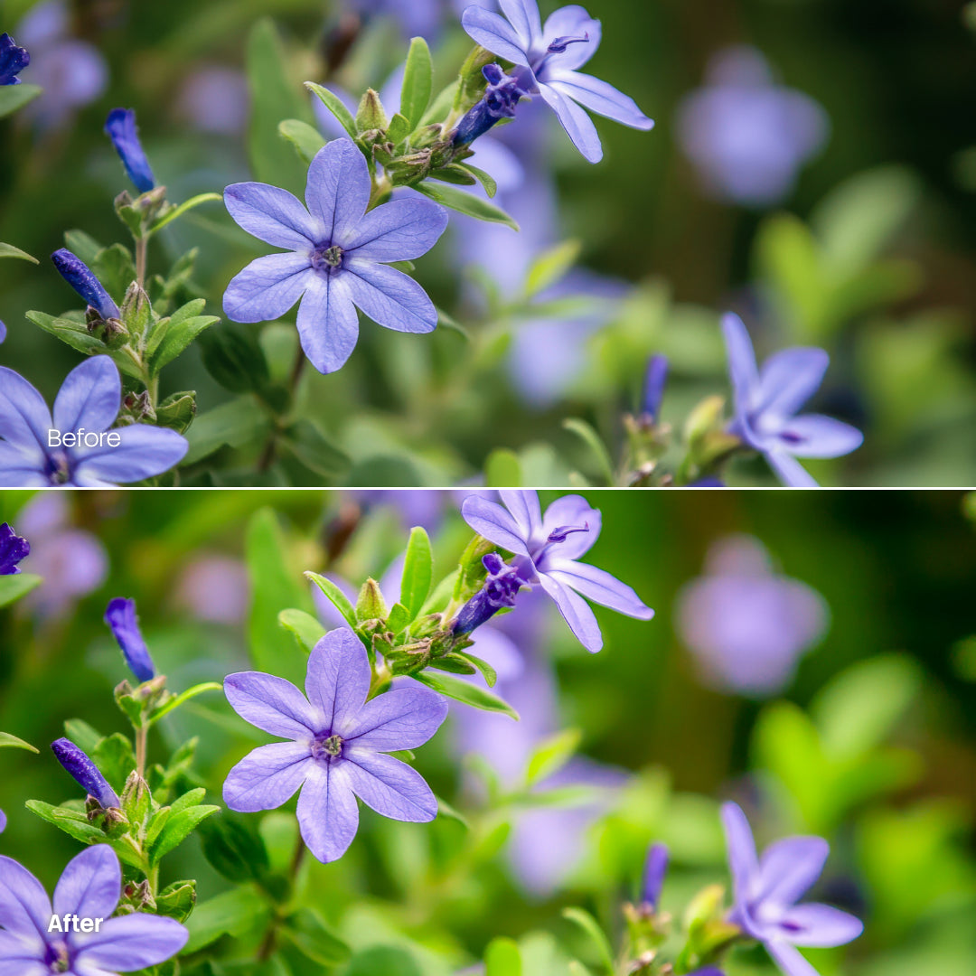 Flower Bloom 10 LUTs digital asset preview