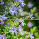 Flower Bloom 10 LUTs digital asset preview