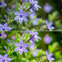 Flower Bloom 10 LUTs digital asset preview