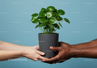 Two people exchanging green potted plant on blue background