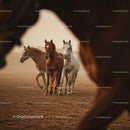 Majestic Herd of Brown Horses Running in Sunset Landscape
