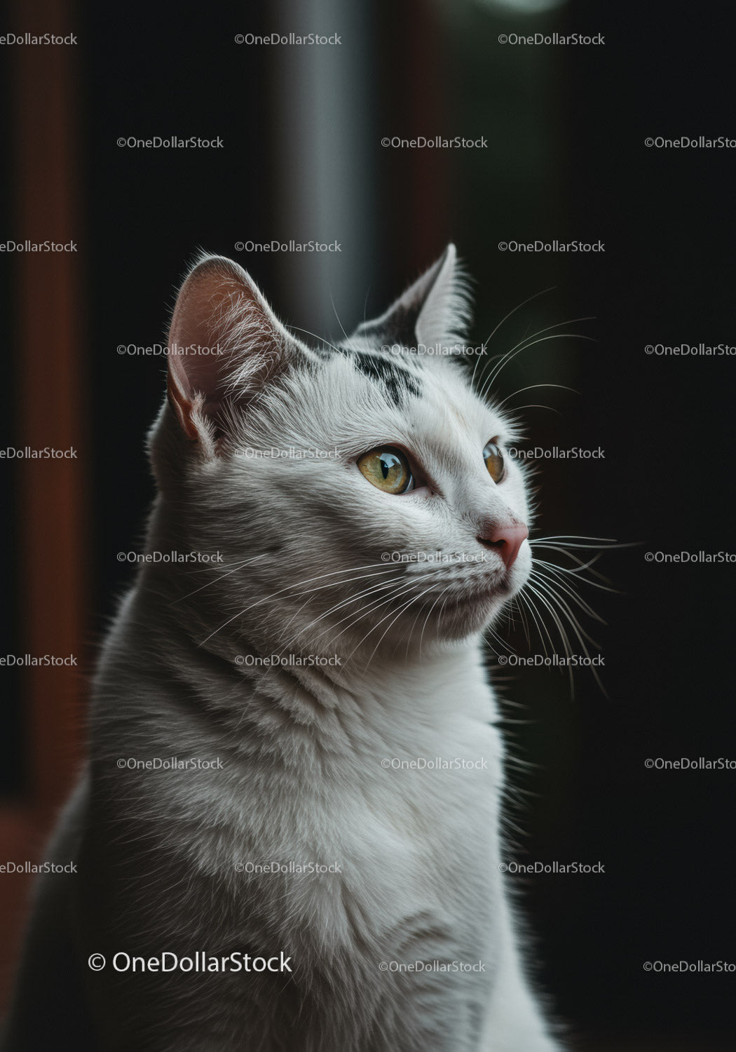 White cat with yellow eyes looking outside window