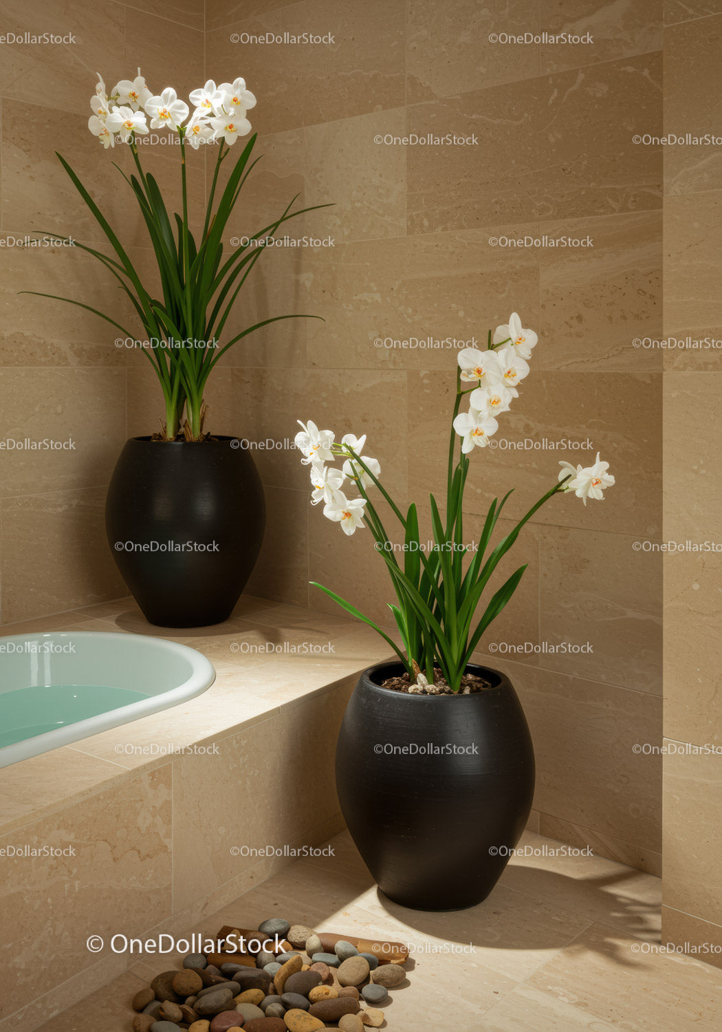 Eleganckie białe storczyki w nowoczesnych czarnych ceramicznych doniczkach do wystroju domu