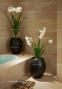 Elegant White Orchid Plants in Modern Black Ceramic Pots for Home Decor