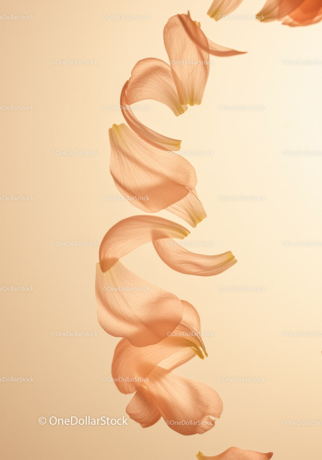 Softly falling tulip petals against warm beige background