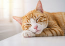 Peaceful ginger cat sleeping with a relaxed face