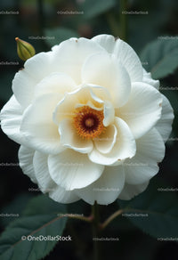 White Camellia Flower with Soft Petals in Bloom Nature Scene