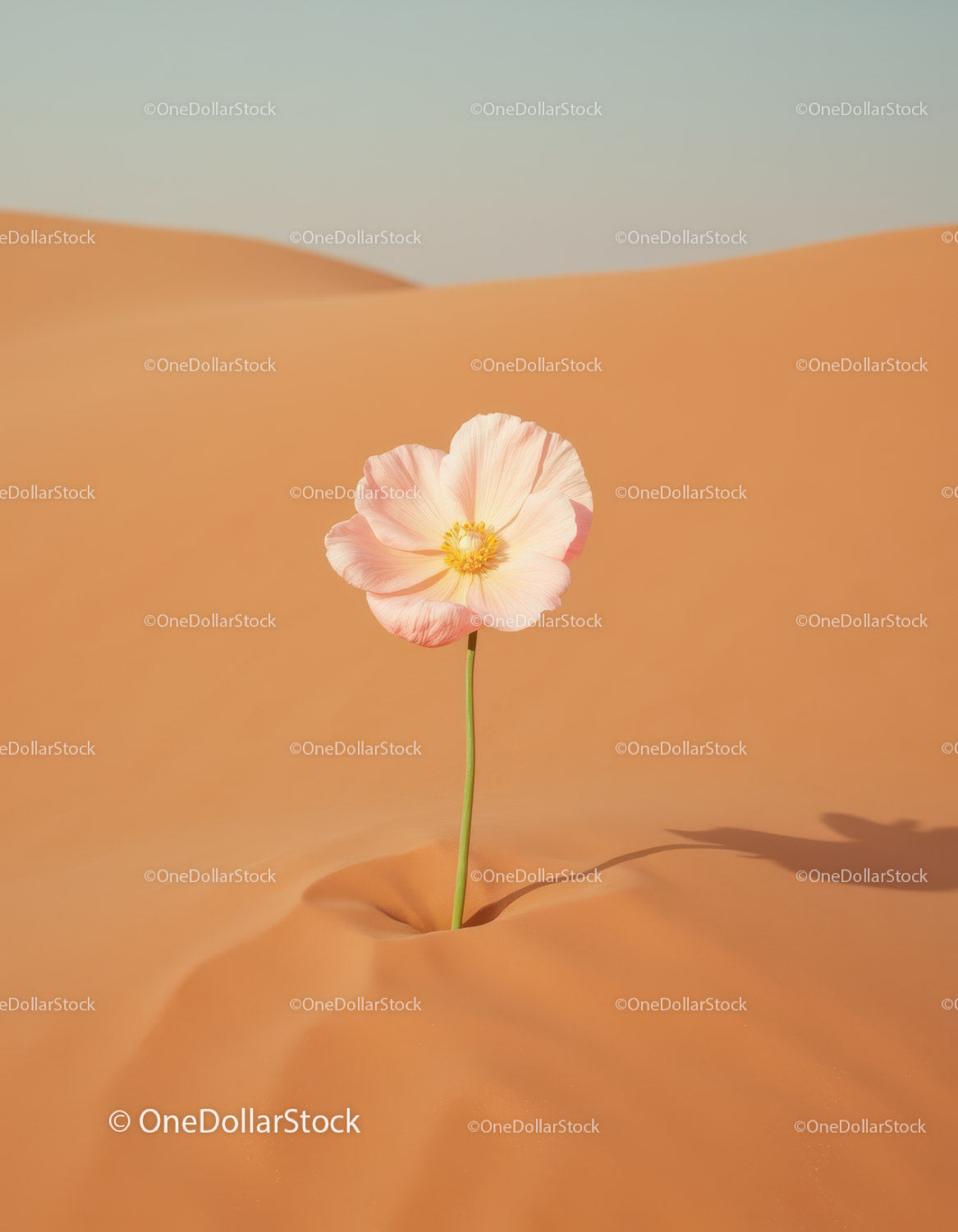 Delicate flower blooming in vast sandy desert