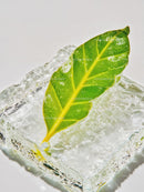Fresh green leaf embedded in melting clear ice cube