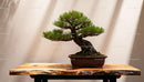 Elegant bonsai pine tree on rustic wooden table