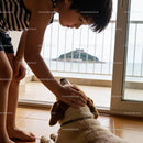 Young Boy Gently Petting Dog by Ocean View Balcony