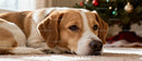 Relaxed dog resting near decorated Christmas tree